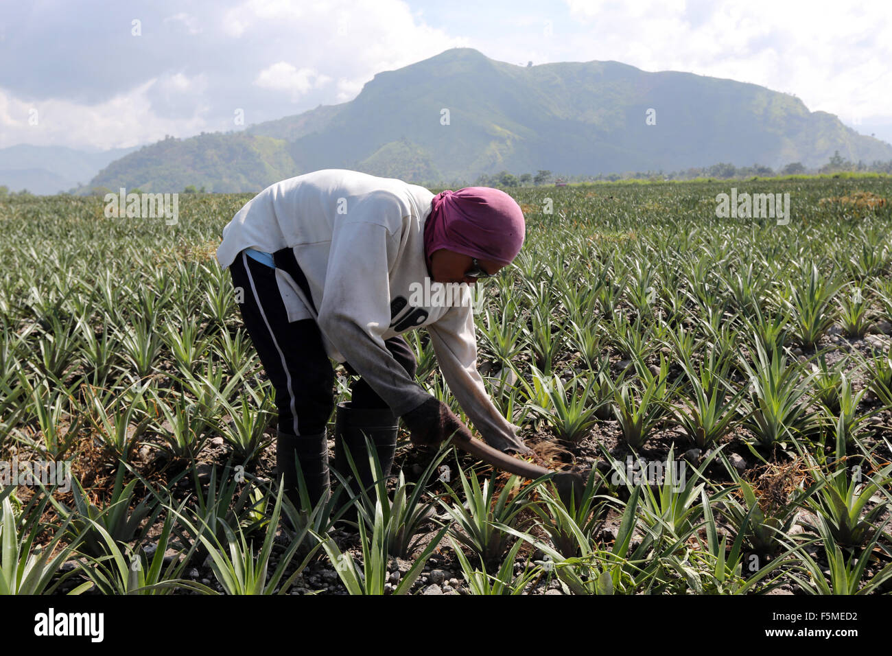 Worker in a Dole Pineapple Plantation near Polomolok, South Cotabato, Mindanao, The Philippines Stock Photo