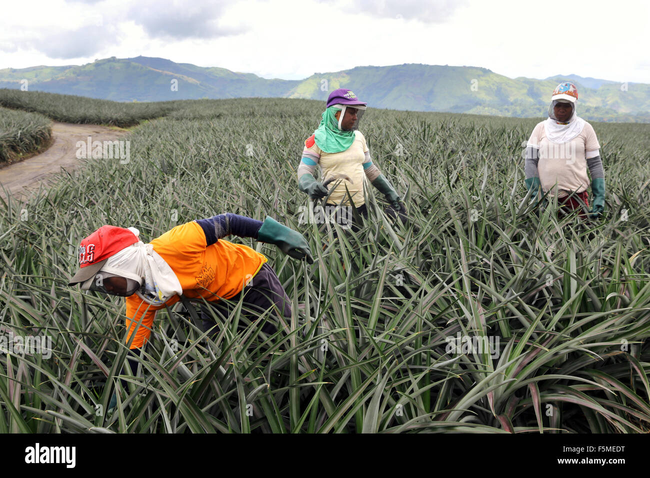 Worker in a Dole Pineapple Plantation near Polomolok, South Cotabato