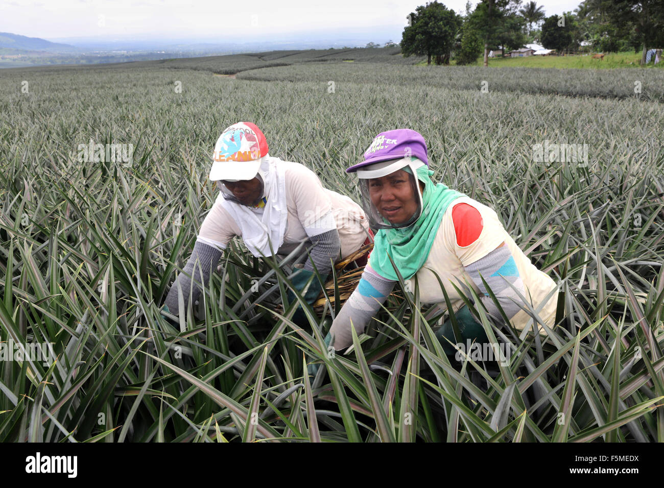 Worker in a Dole Pineapple Plantation near Polomolok, South Cotabato, Mindanao, The Philippines Stock Photo