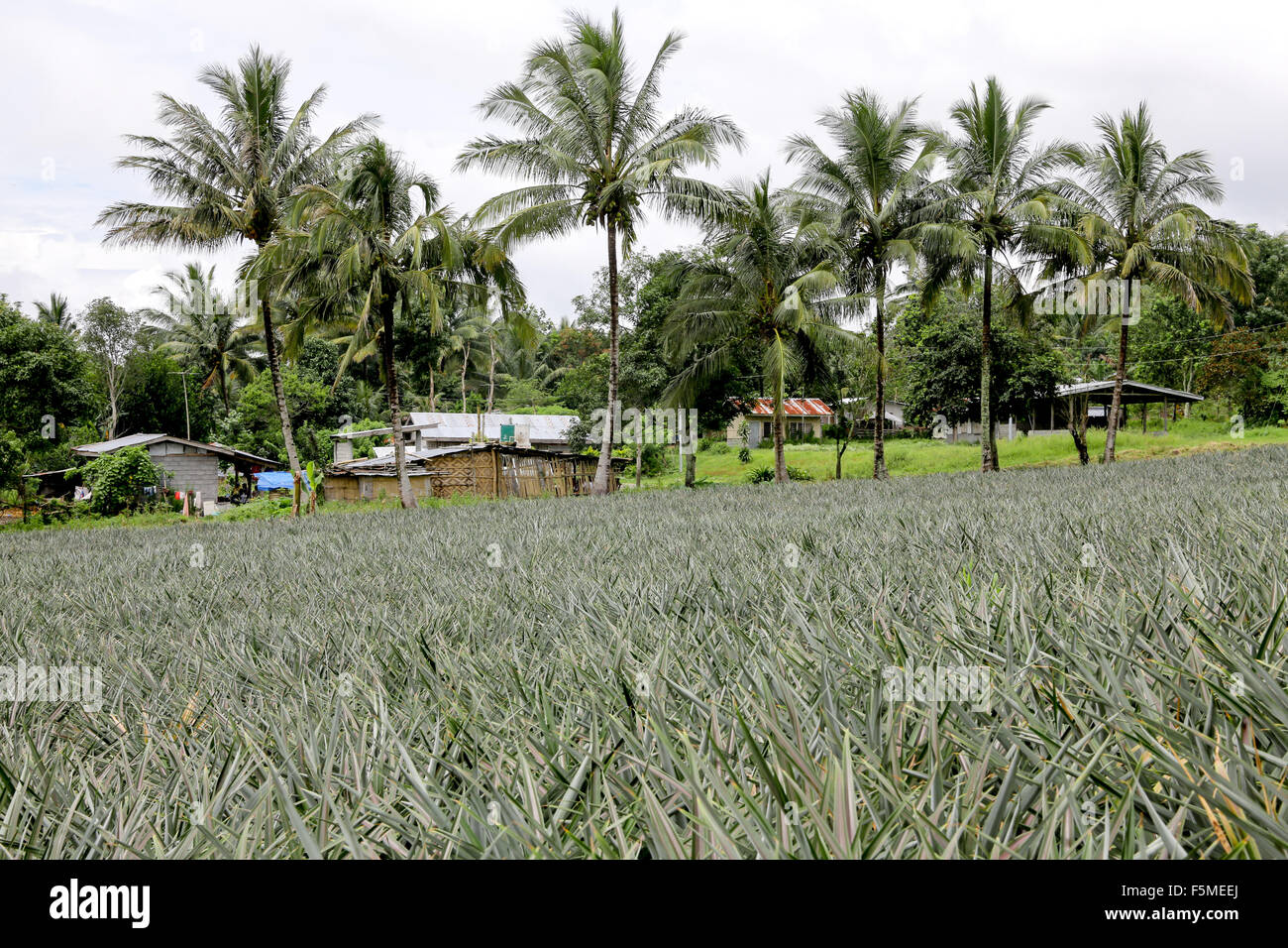 Village in a Dole Pineapple Plantation near Polomolok, South Cotabato, Mindanao, The Philippines Stock Photo