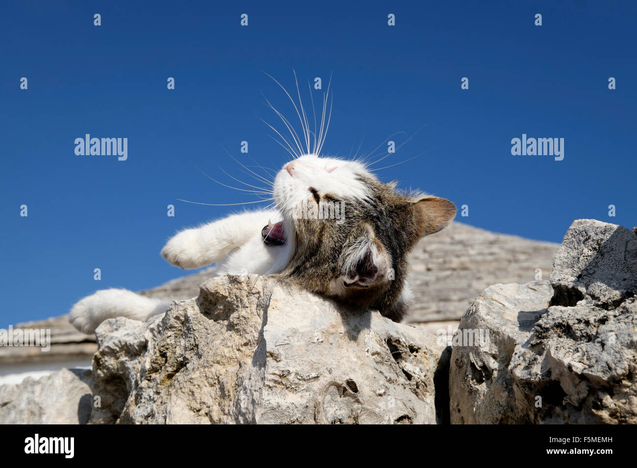 Tabby cat lying on a stone wall with its eyes closed and yawning Stock Photo