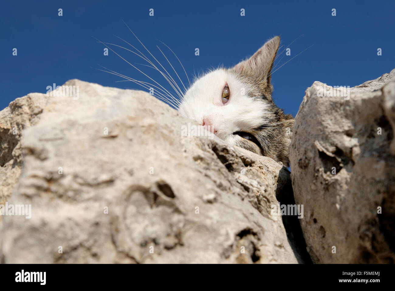 A tabby cat lying on a stone wall looks directly at the viewer Stock Photo