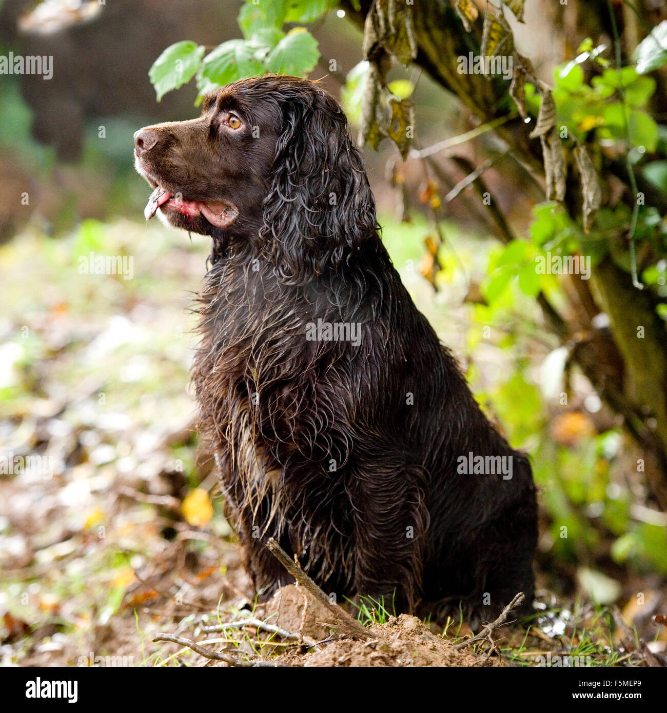 springer x cocker sprocker spaniel Stock Photo Alamy