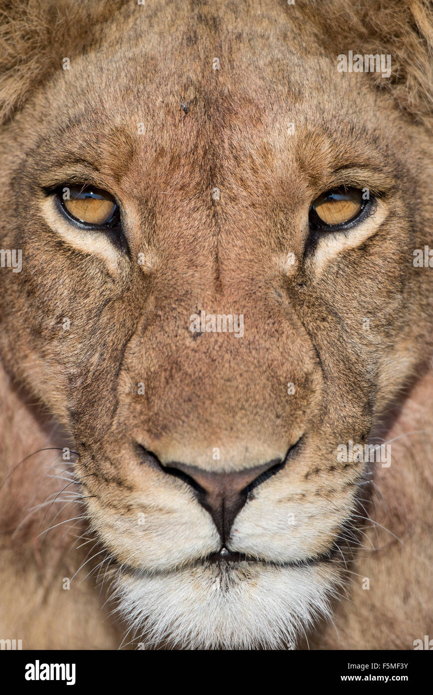 Portrait of a beautiful male lion (panthera leo) in stunning light in ...