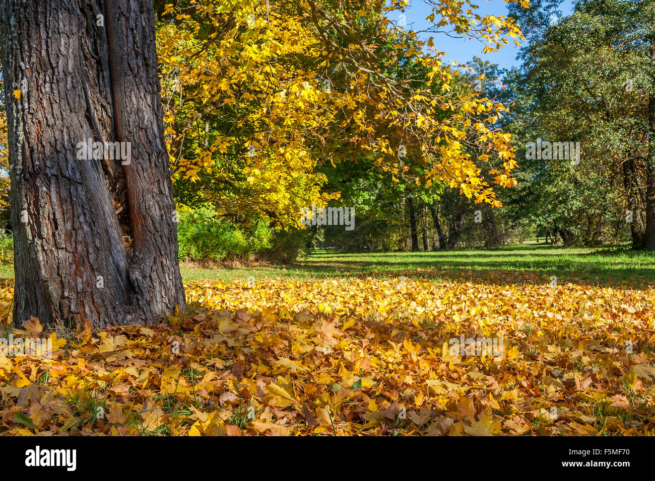 Leaves Falling From An Autumn Tree Stock Photo