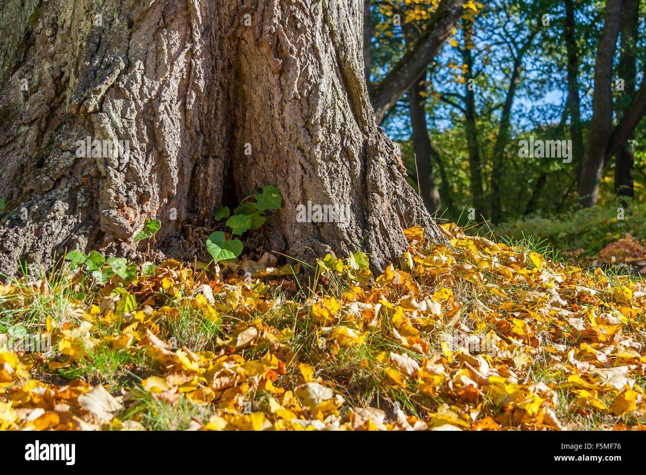 Leaves Falling From An Autumn Maple Tree Stock Photo