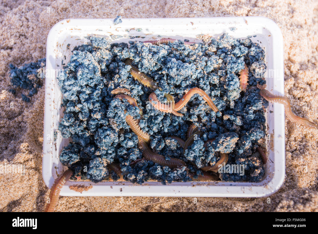A box with alive worms bait for sea fishing. Stock Photo