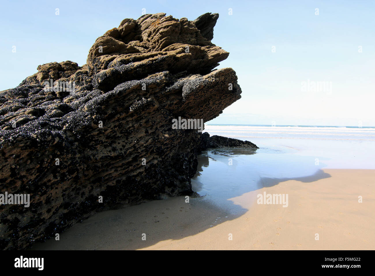 Mussel Clams Whipsiderry Beach Cornwall Newquay Stock Photo