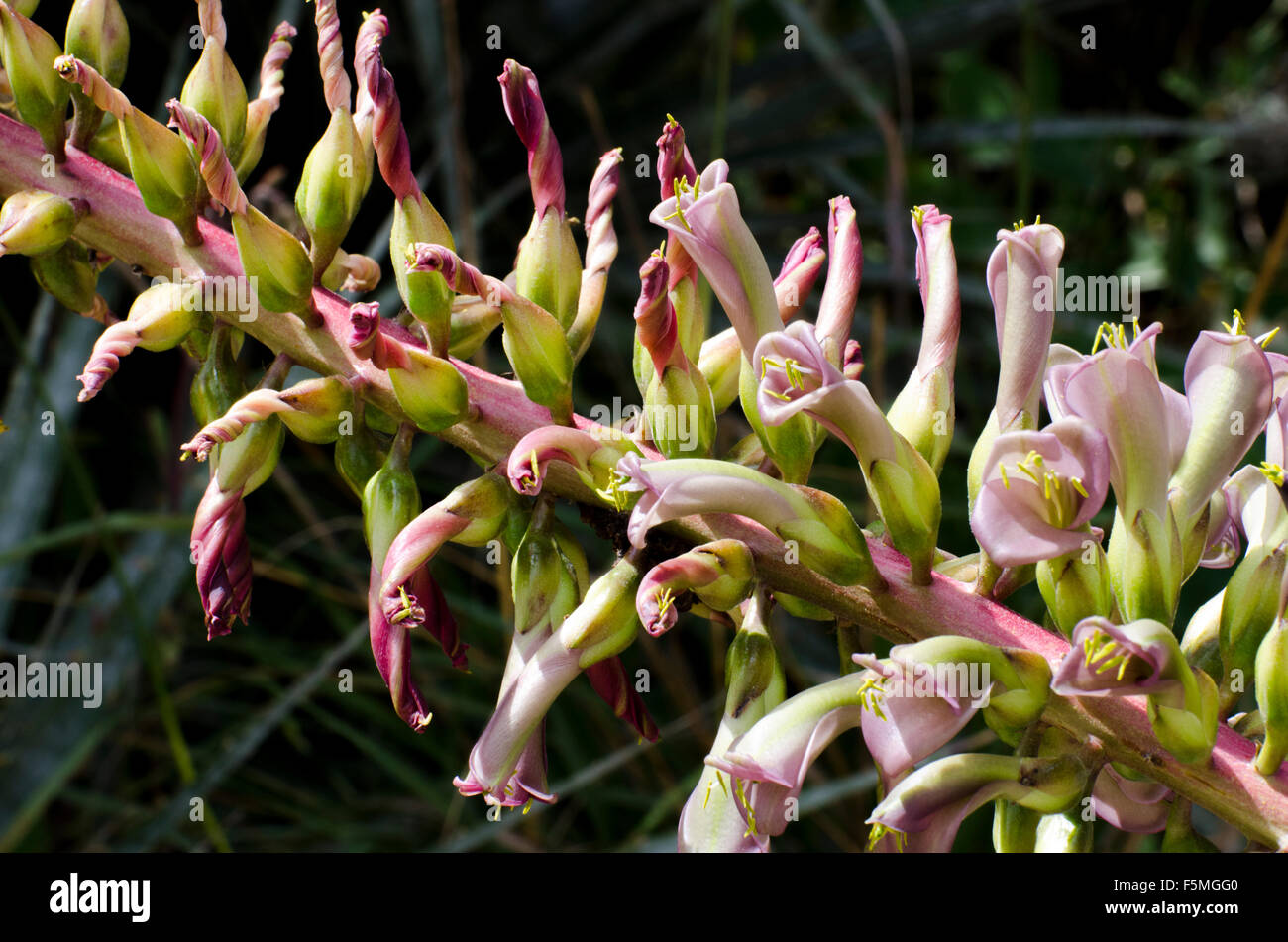 A Bromeliad, likely Puya aequatorialis, found in the dry tropical forest of Parque Jerusalem, Pichincha, Ecuador. Stock Photo