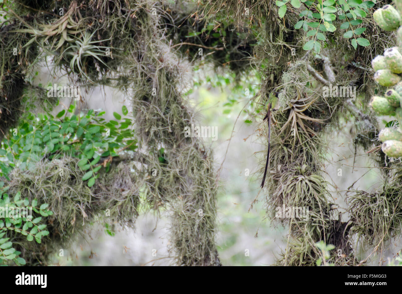 Black-tailed Trainbearer (Lesbia victoriae) in natural habitat, Parque Jerusalem, Pichincha, Ecuador Stock Photo