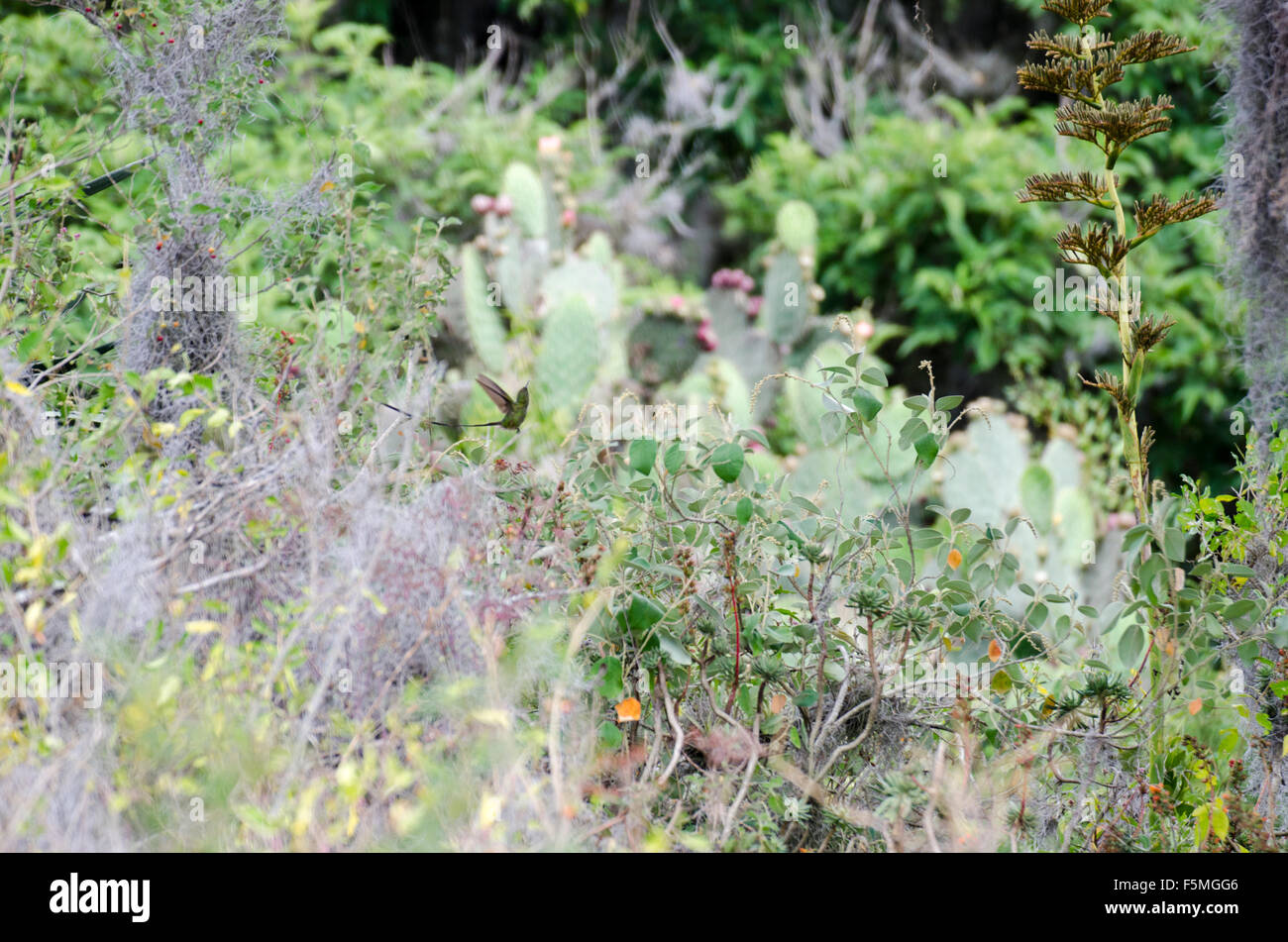 Black-tailed Trainbearer (Lesbia victoriae) in natural habitat Stock Photo
