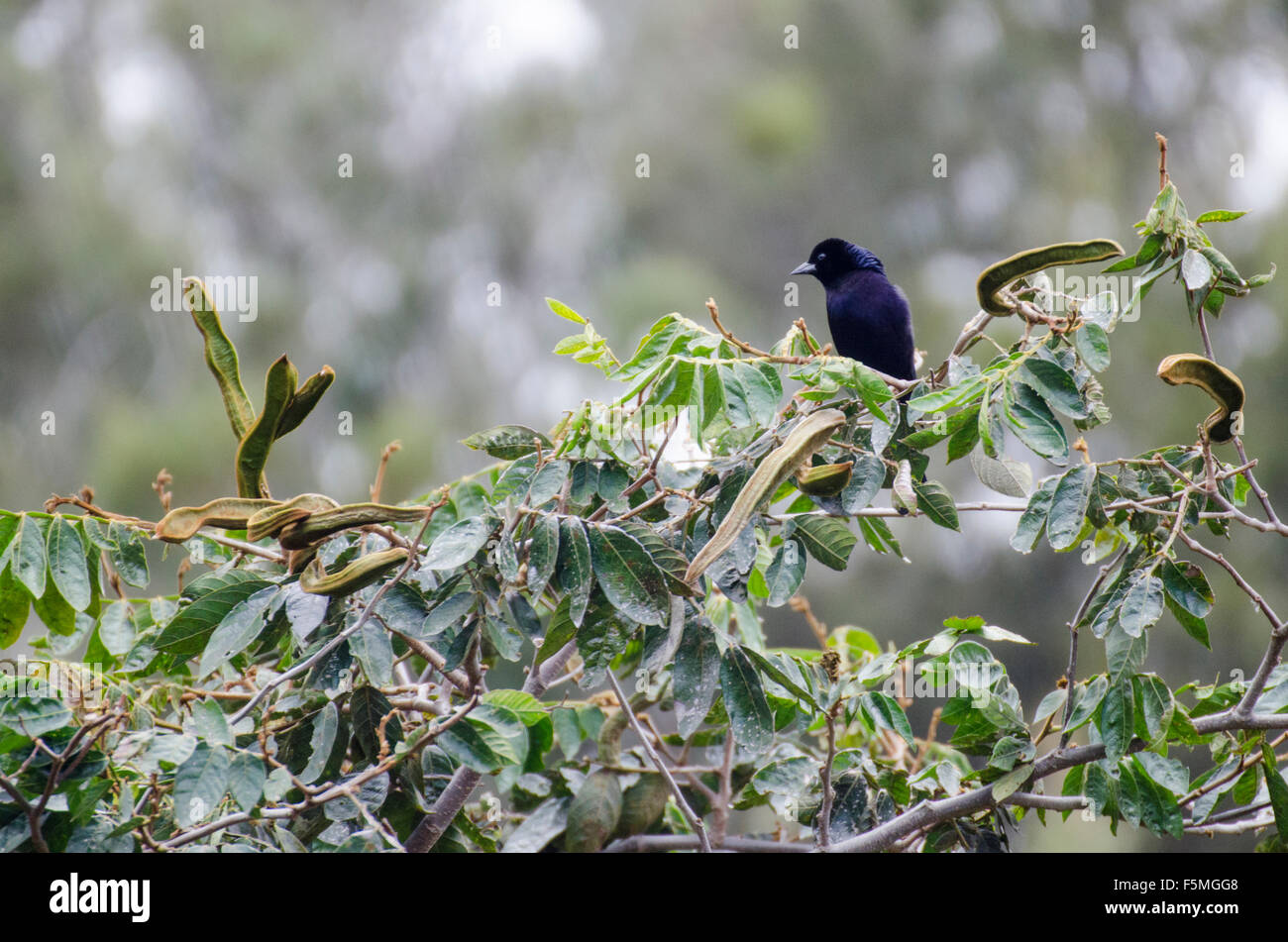 Shiny Cowbird (Molothrus bonariensis) found at Parque Jerusalem, Pichincha, Ecuador Stock Photo