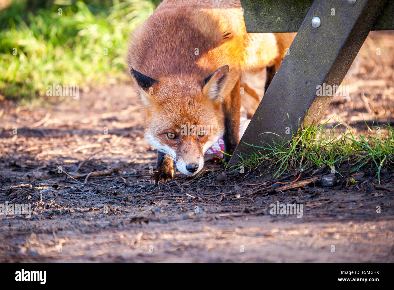 Fox under bench Stock Photo