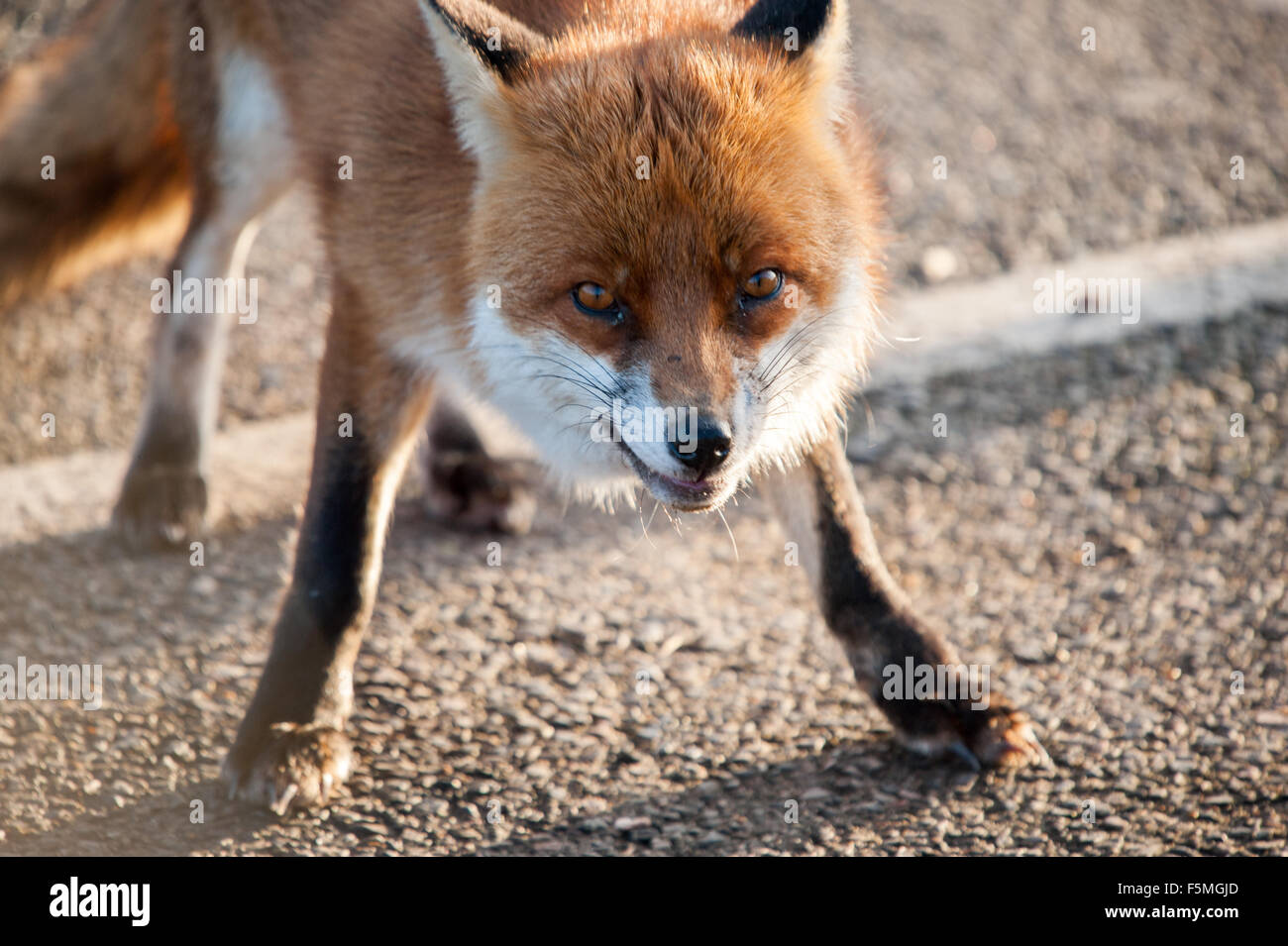 Front fox head Stock Photo