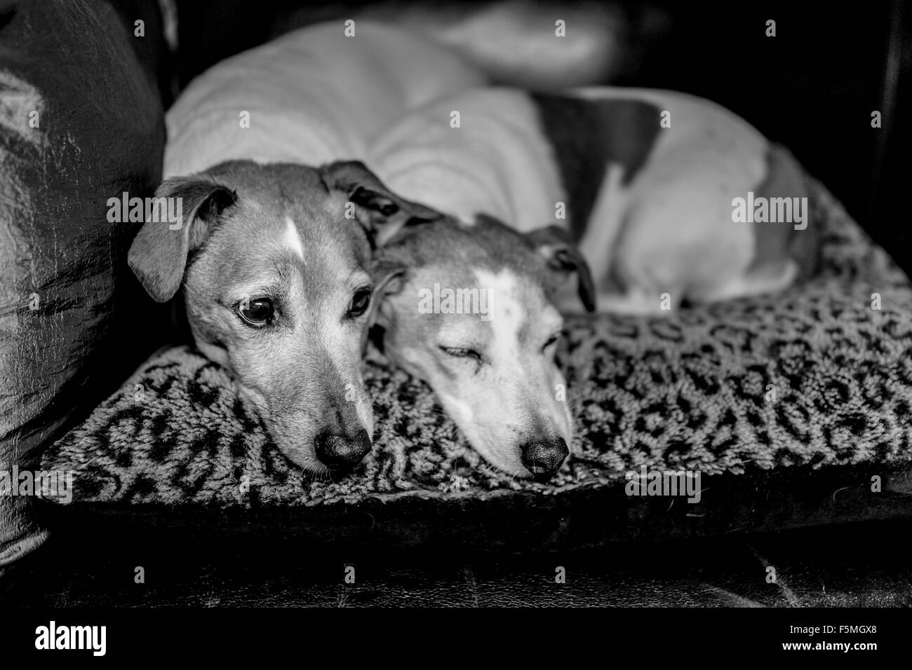 Jack russell terrier Black and White Stock Photos & Images Alamy