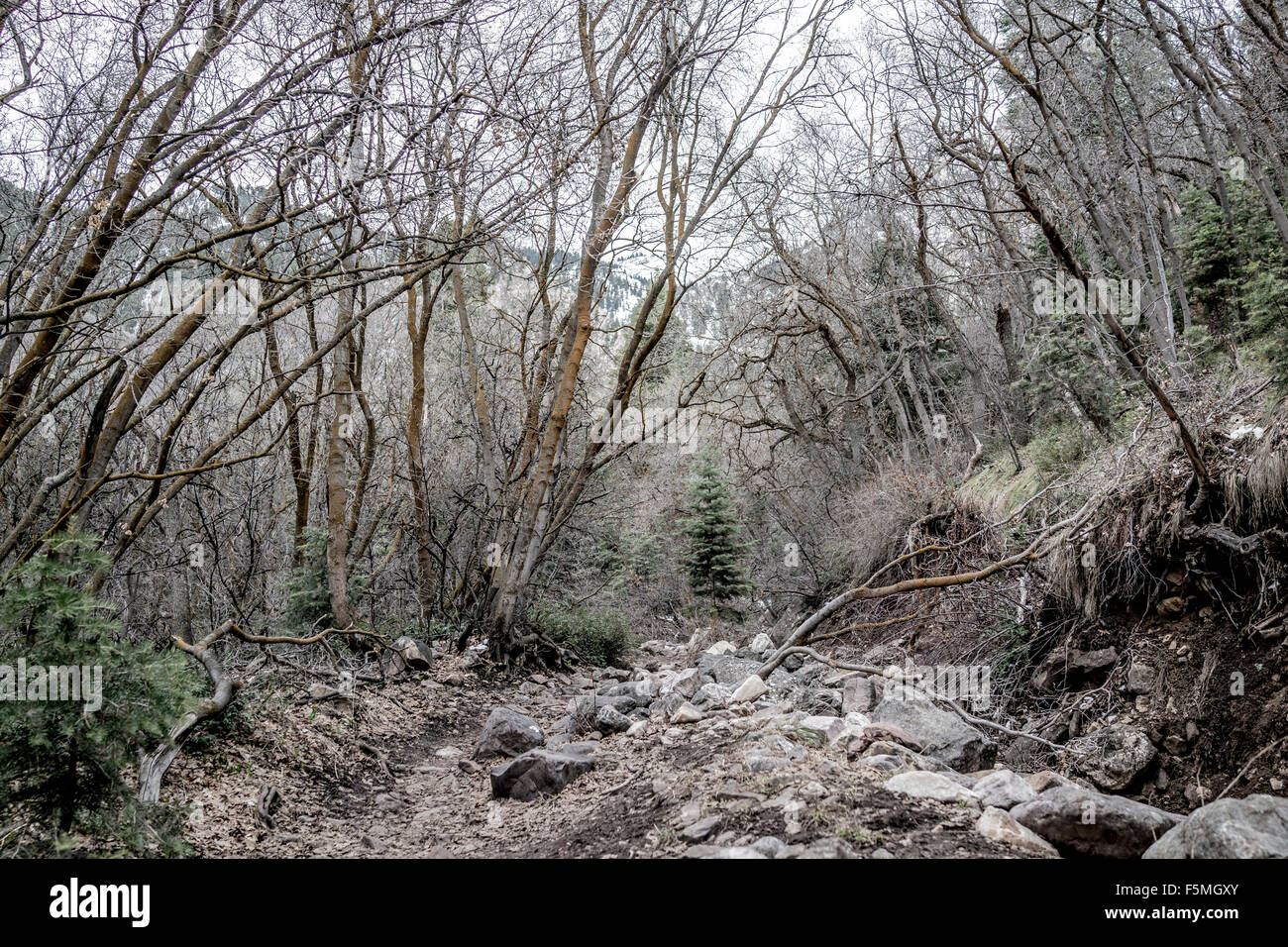 Woodland mountainous landscape in early spring Stock Photo