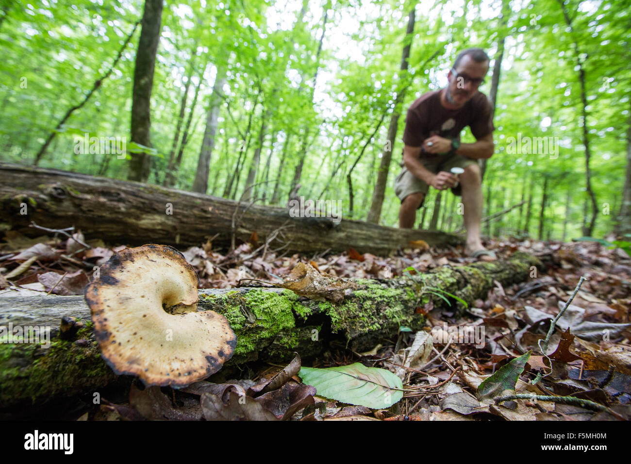 Hunting for Chanterelle mushrooms in woods of South Carolina. Stock Photo