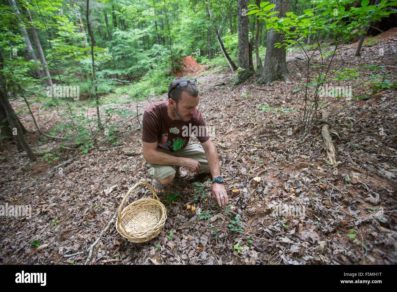 Hunting for Chanterelle mushrooms in woods of South Carolina Stock