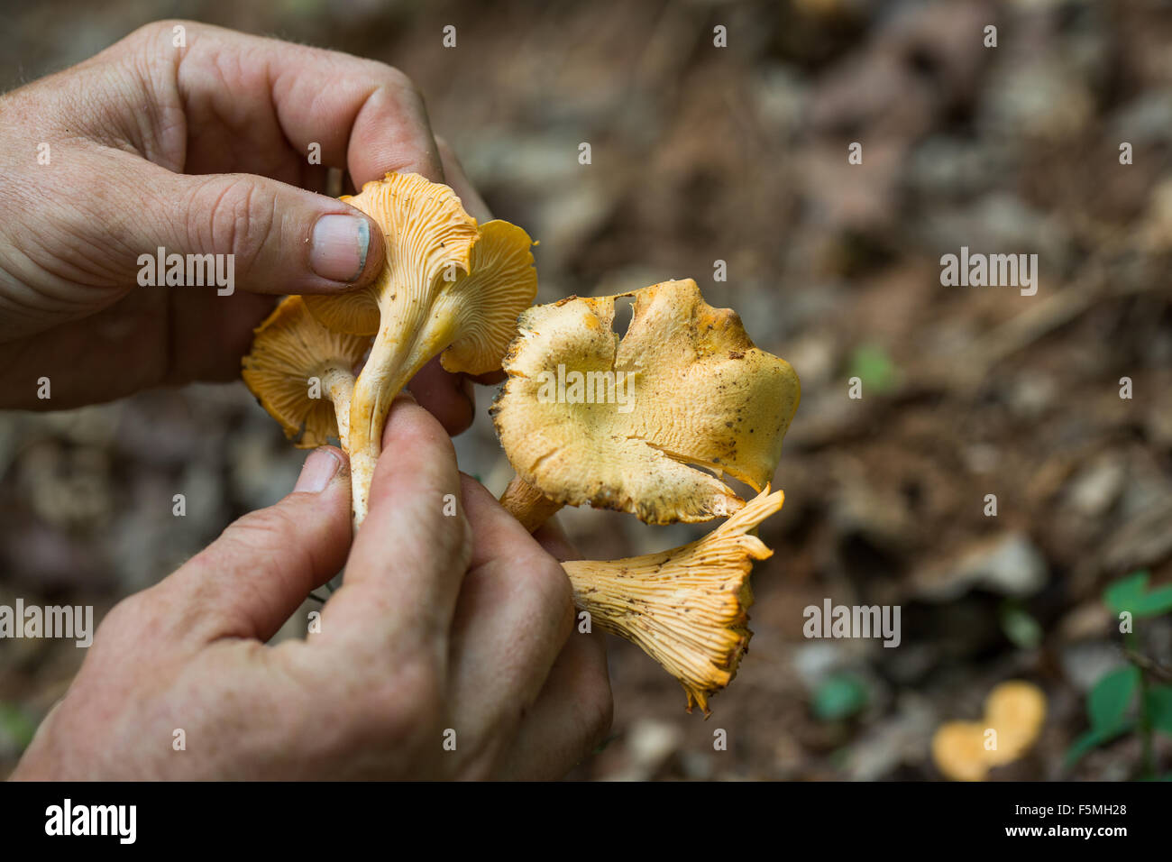 Hunting for Chanterelle mushrooms in woods of South Carolina Stock