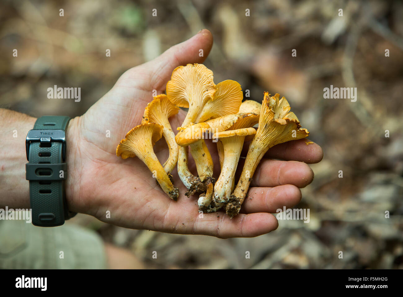 Hunting for Chanterelle mushrooms in woods of South Carolina Stock