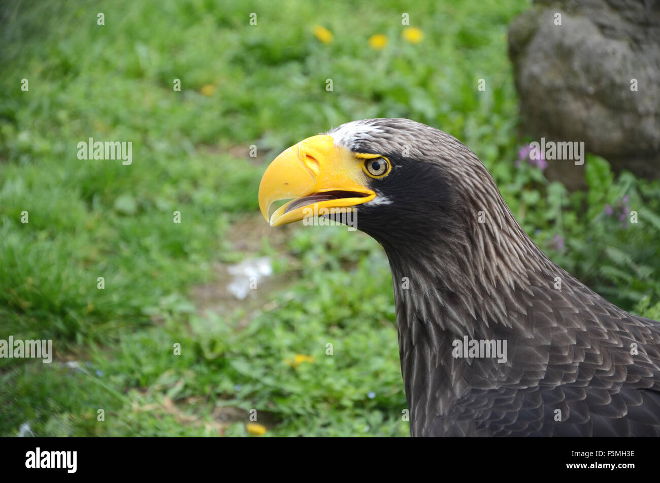 Fierce Black Eagle on the Ground Stock Photo Alamy