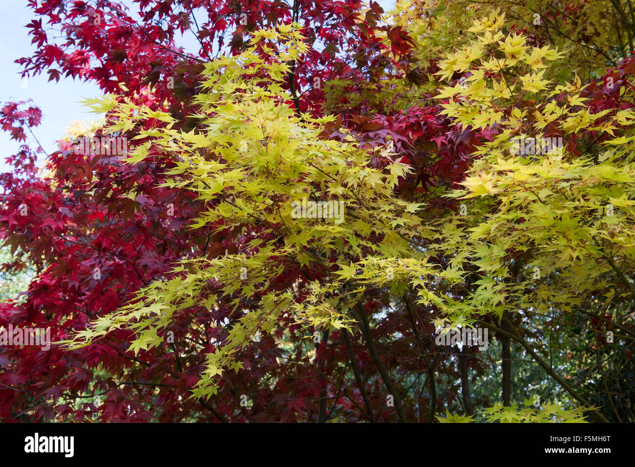 Acer palmatum 'beni kawa' tree leaves changing colour in autumn. UK Stock Photo