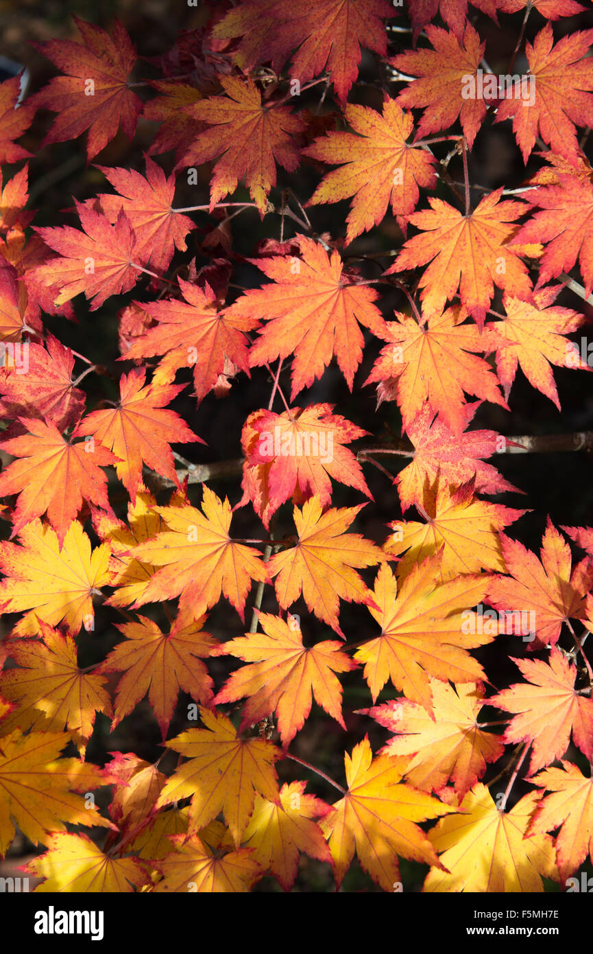 Acer pseudosieboldianum. Korean Maple tree leaves changing colour in