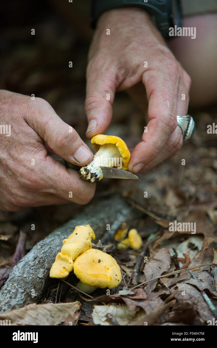 Hunting for Chanterelle mushrooms in woods of South Carolina Stock