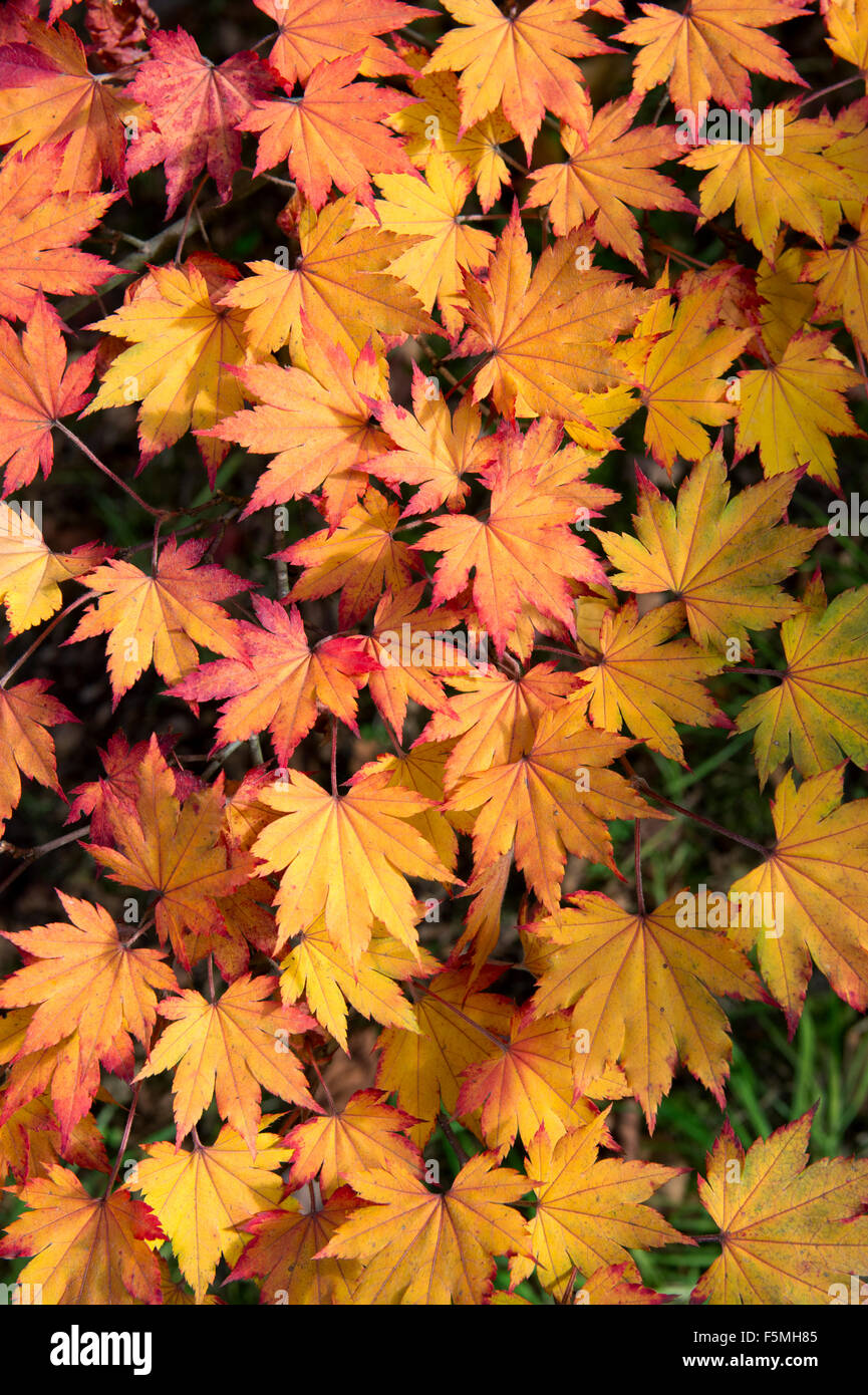 Acer pseudosieboldianum. Korean Maple tree leaves changing colour in