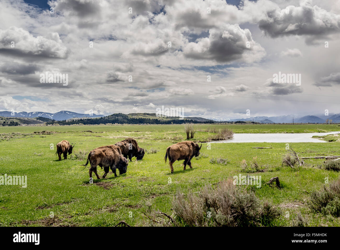Bison roaming on prairie land in Wyoming, United States Stock Photo