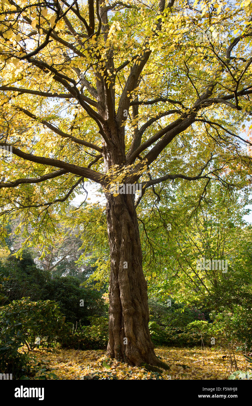 Cercidiphyllum japonicum, Katsura tree in autumn at RHS Wisley Gardens