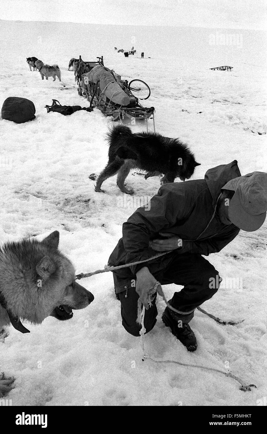 Getting the dogs ready for the sled BAS 1973 Stock Photo