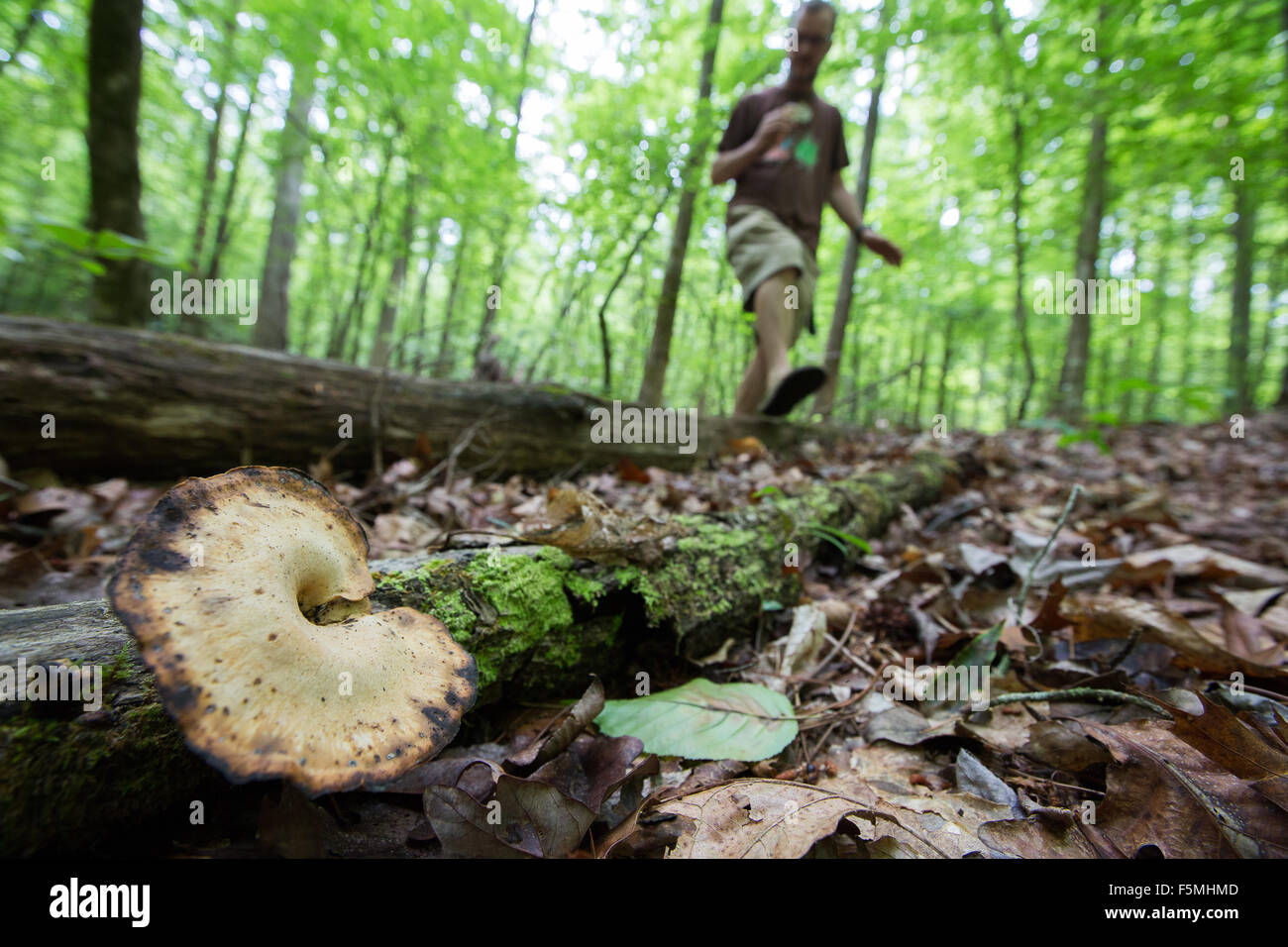 Hunting for Chanterelle mushrooms Stock Photo Alamy