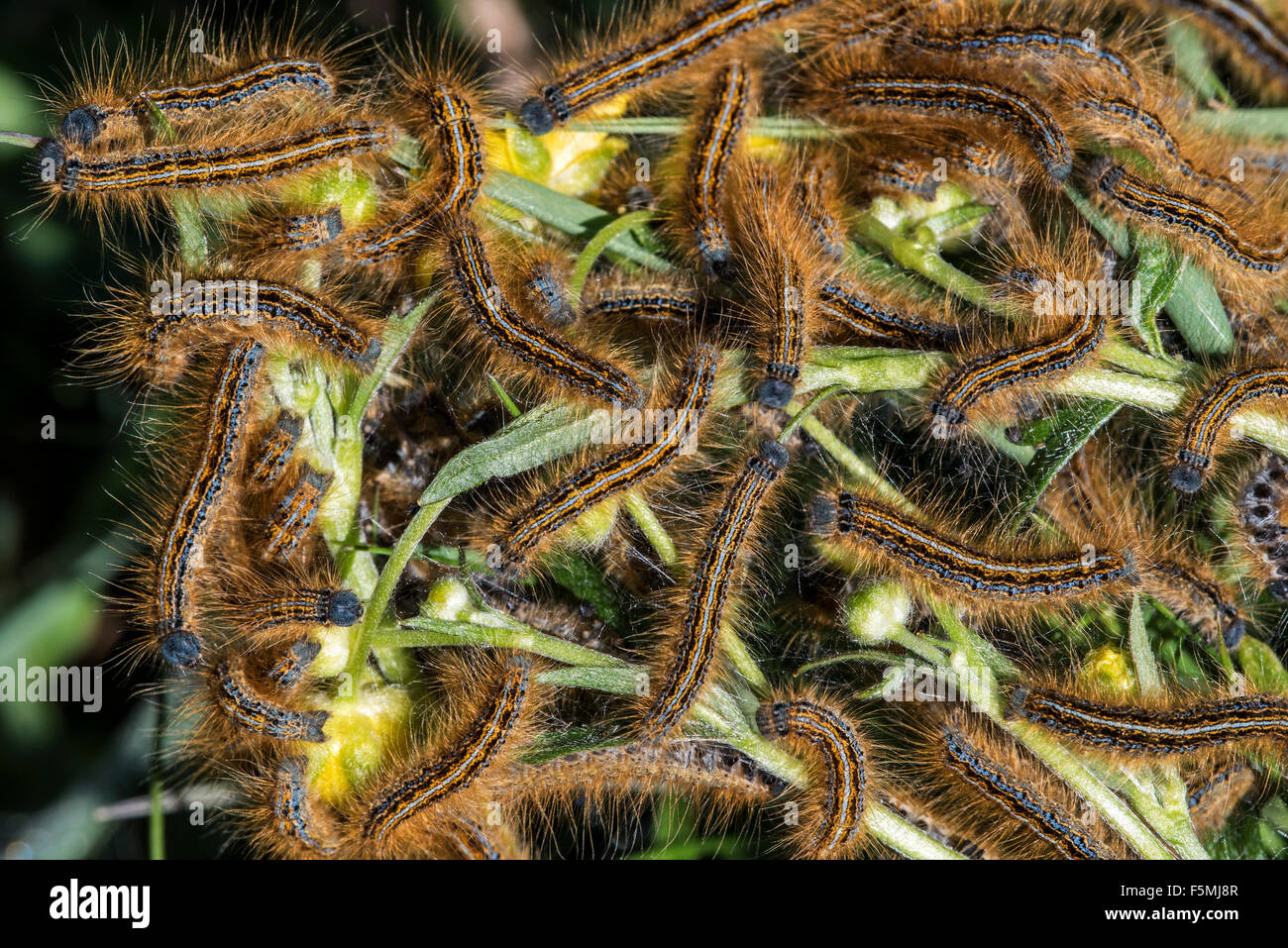 Larvae of the Malacosoma alpicola / Malacosoma alpicolum moth eating plant leaves in the Alps Stock Photo