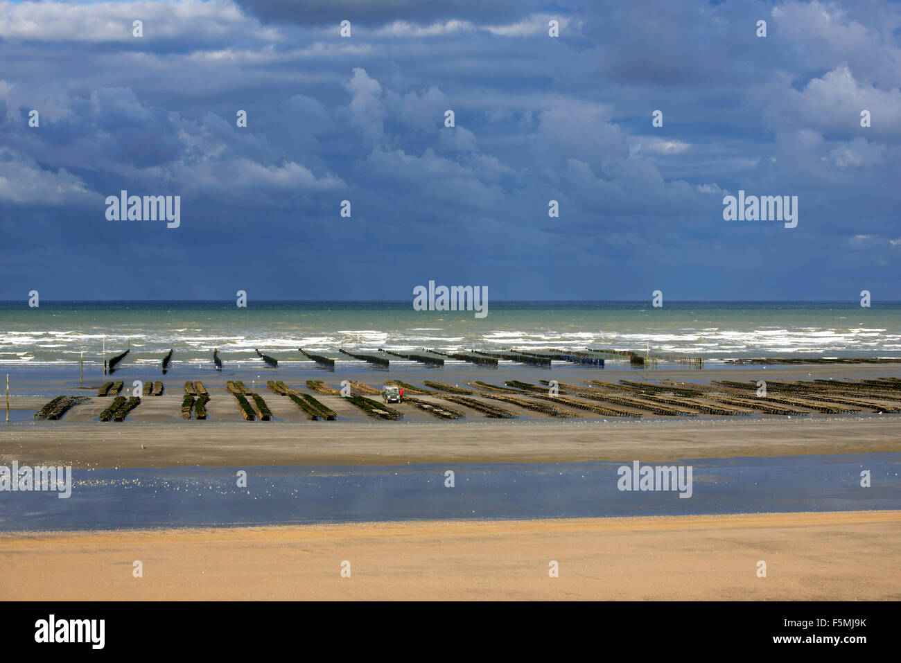 Cultivated oysters in bags at oyster farm / oyster park exposed on
