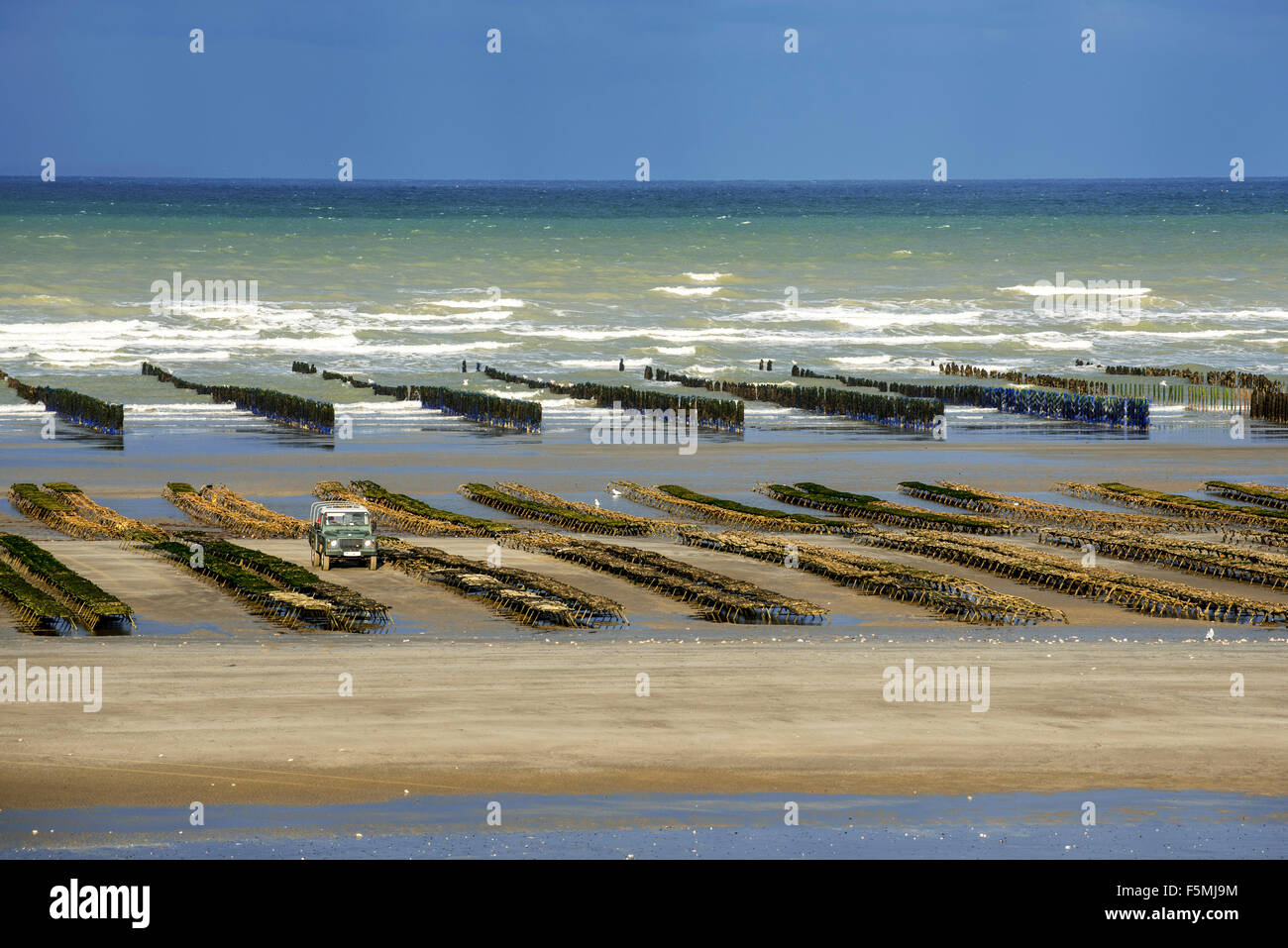 Cultivated oysters in bags at oyster farm / oyster park exposed on