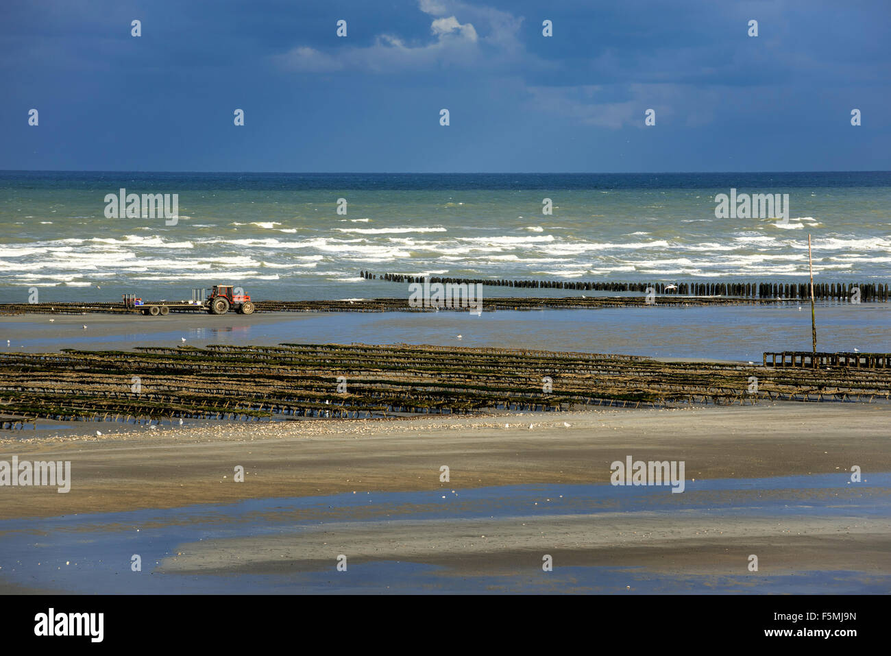 Cultivated oysters in bags at oyster farm / oyster park exposed on