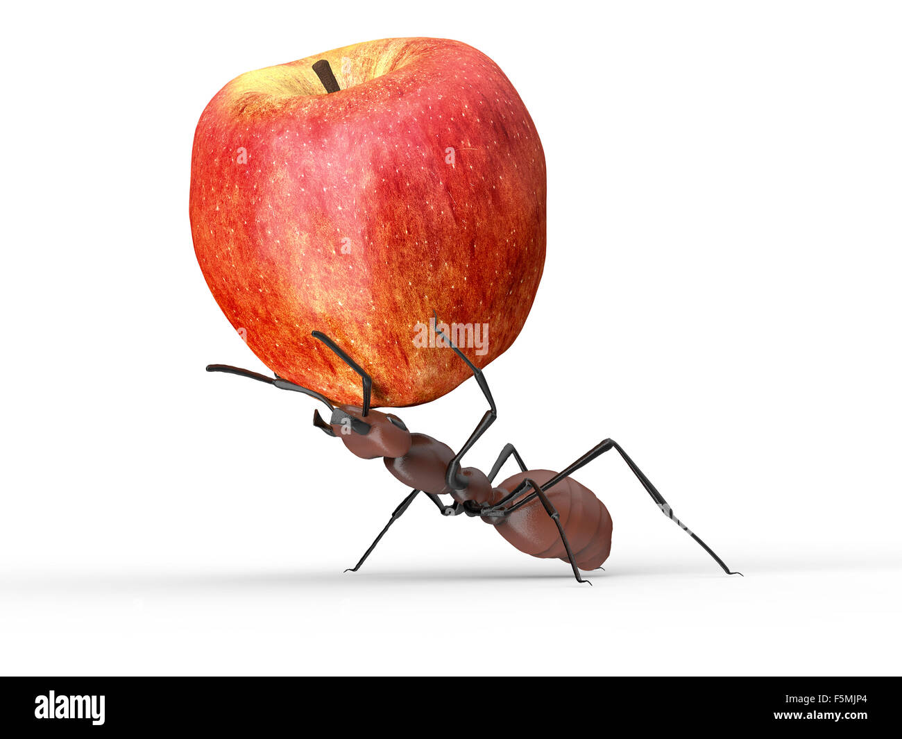 Ant apple hires stock photography and images Alamy