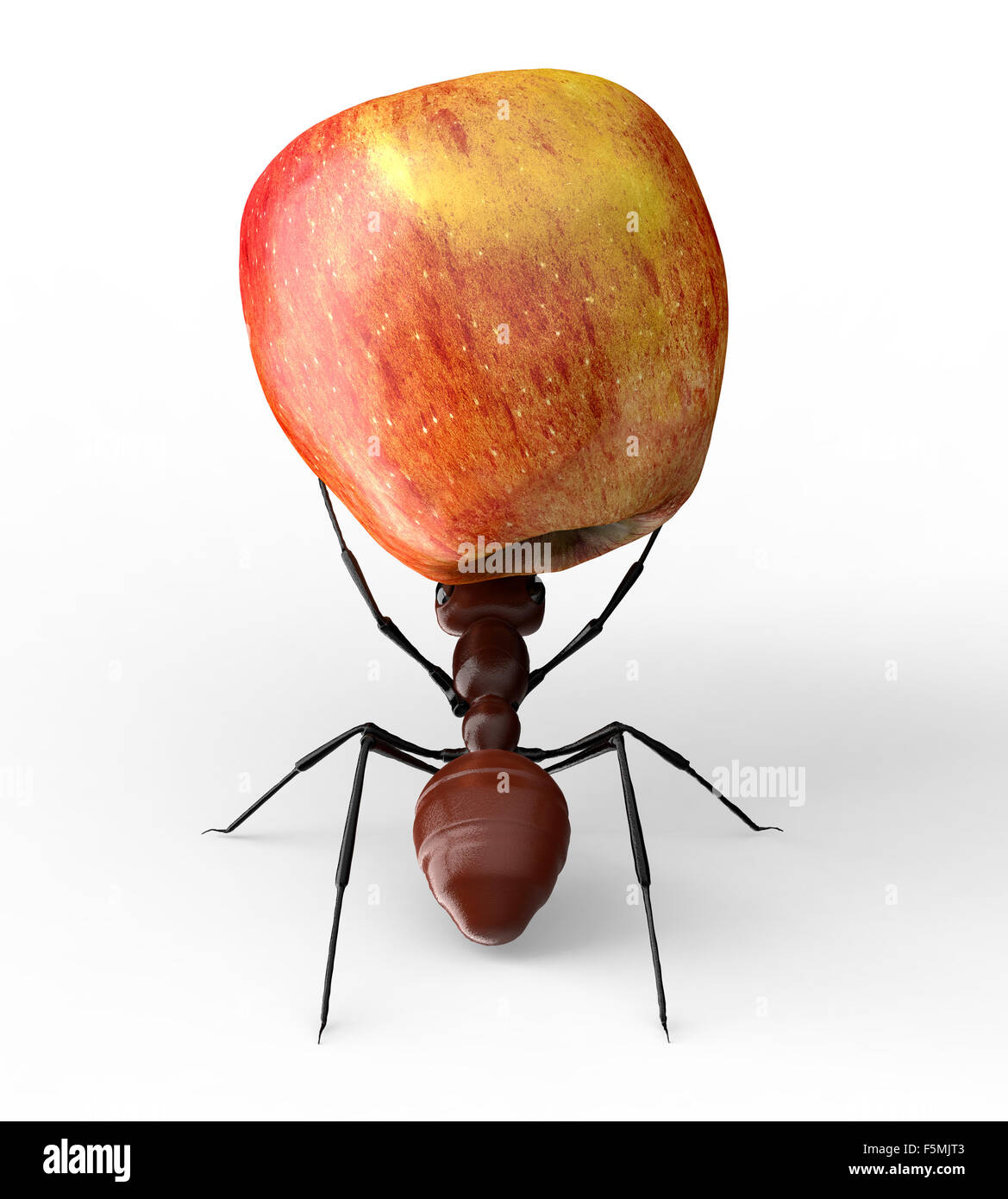 ant is lifting an apple isolated on a white background Stock Photo Alamy