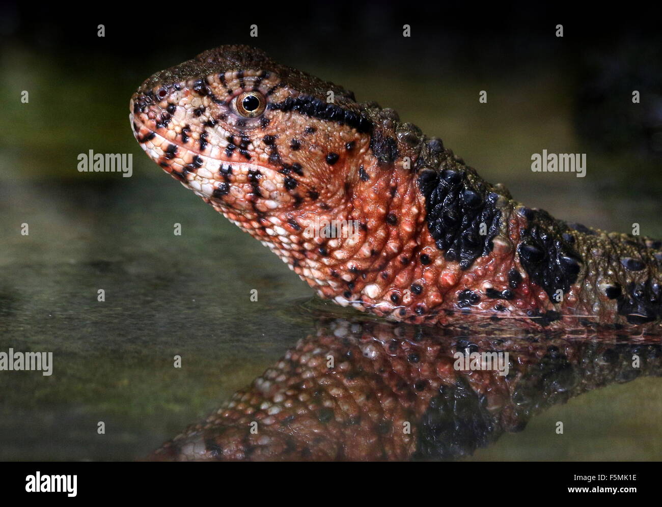 Male Chinese crocodile lizard (Shinisaurus crocodilurus) surfacing from the water Stock Photo