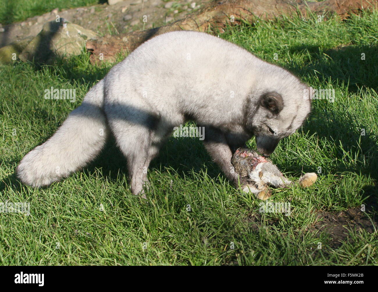 Male Arctic or Polar Fox (Alopex Lagopus, Vulpes Lagopus) feeding on a