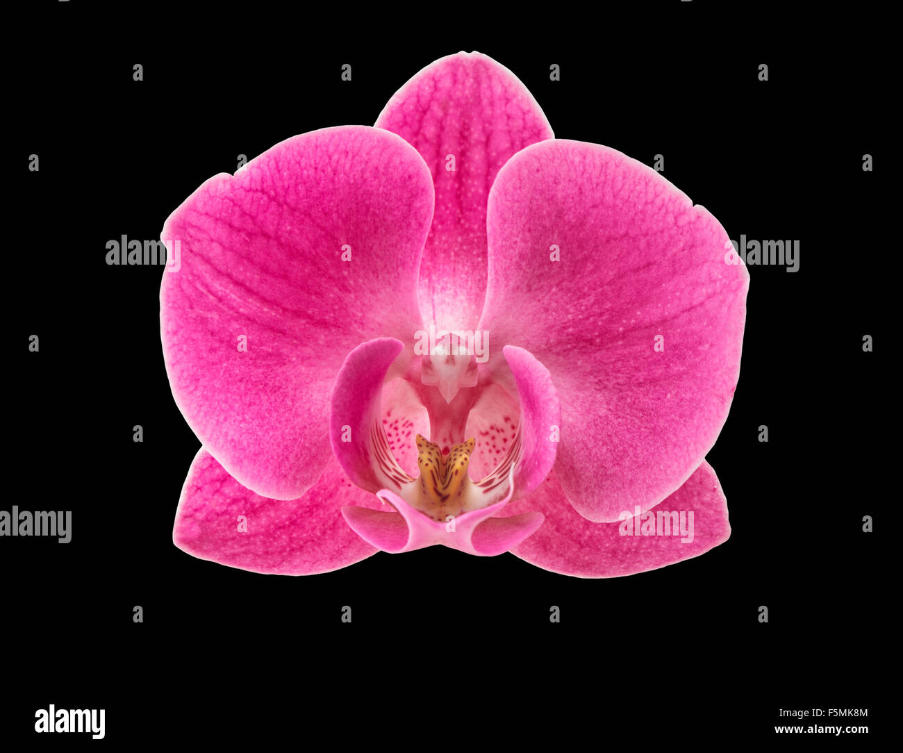 Orchid flower head isolated on black background. Fresh pink blossom Stock Photo