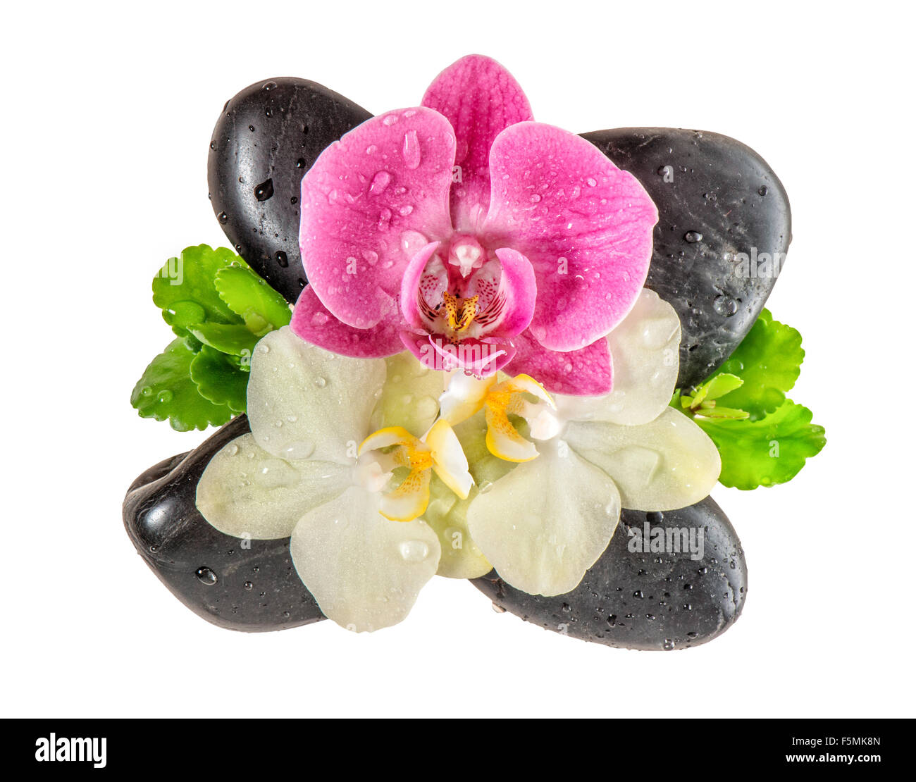 Orchid flower with water drops and black stones isolated on white background. Fresh blossoms Stock Photo
