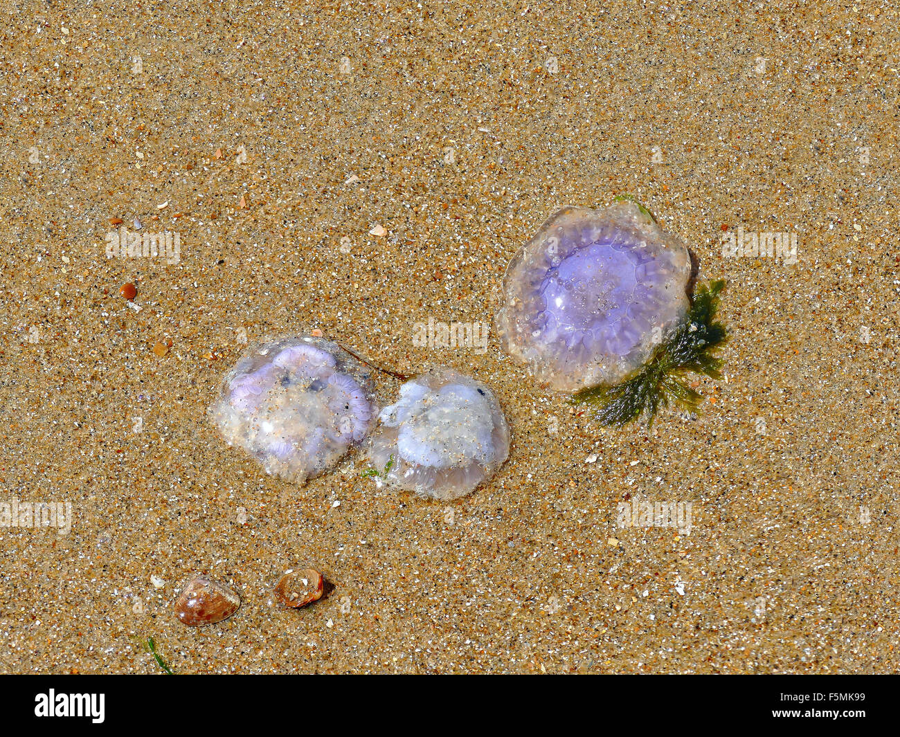 Purple jellyfishes washed up on shore with sea plants and shells on beach Stock Photo