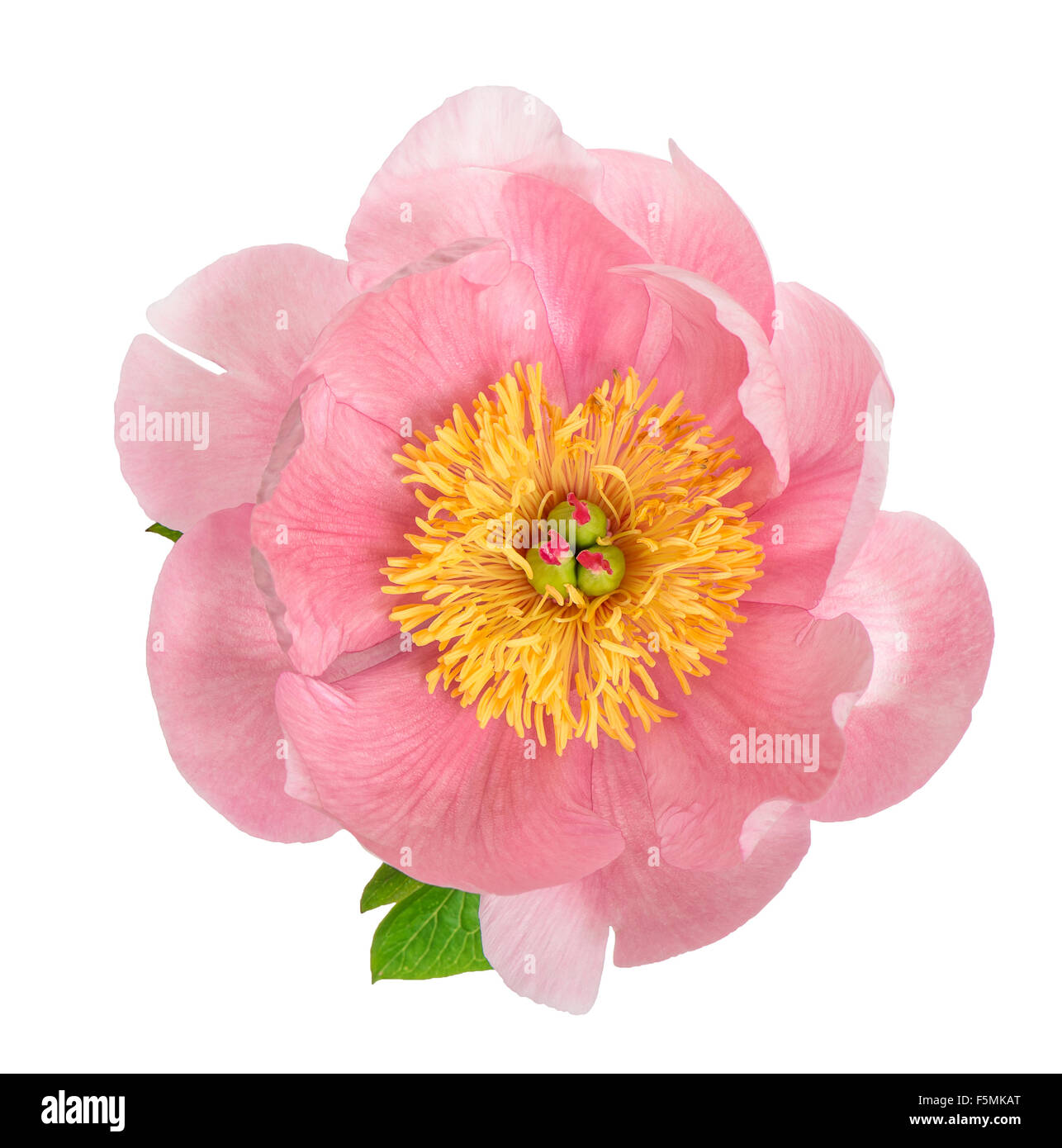Pink peony blossom isolated on white background. Flower head Stock Photo