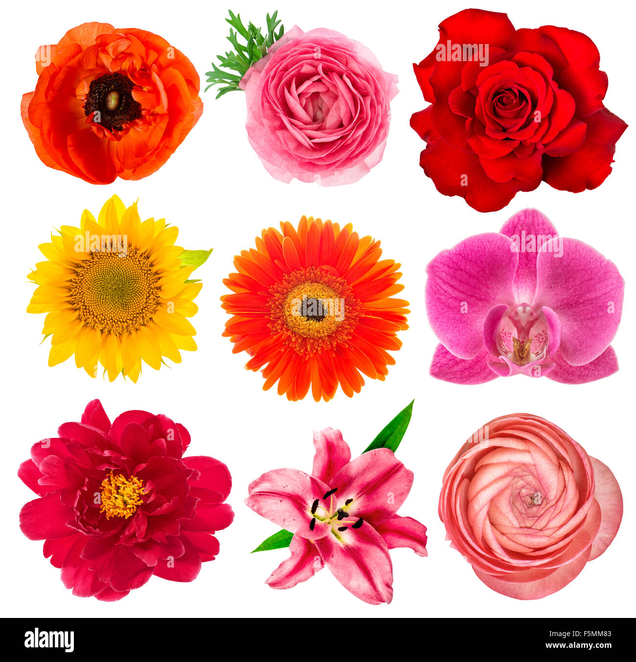 Single flower heads. Lily, orchid, rose, peony, ranunculus, sunflower, gerber, anemone isolated on white background Stock Photo