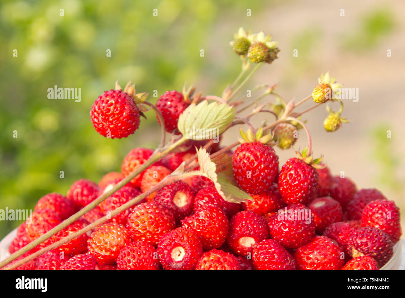 wild strawberry sweet, new crop. close up Stock Photo - Alamy