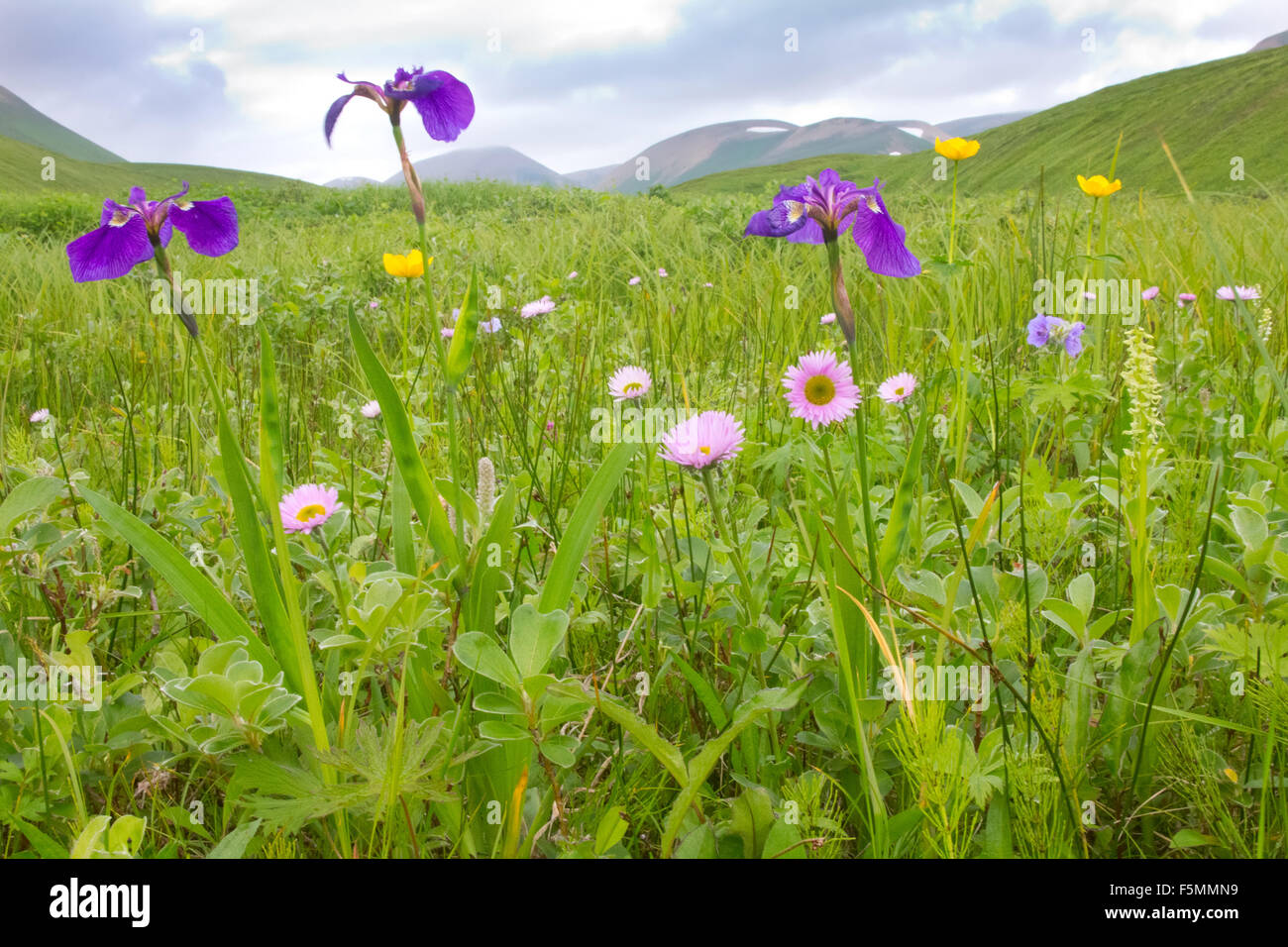Blossoming meadows of Commander Islands. The Wild Flag (Iris setosa), the Fleabane (Erigeron) Stock Photo