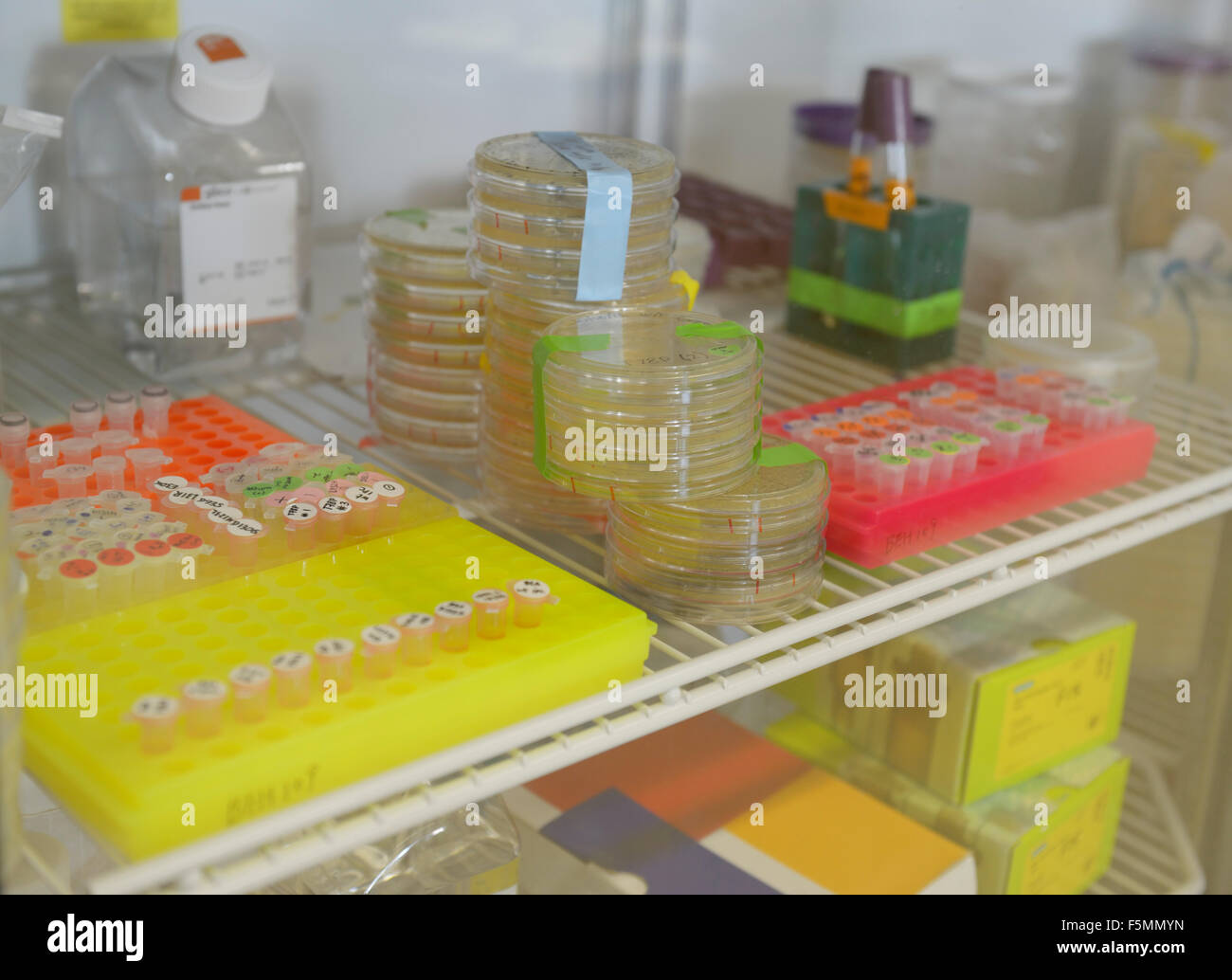 Petri dishes and other biiological samples in a refrigerator of a biotechnology lab Stock Photo