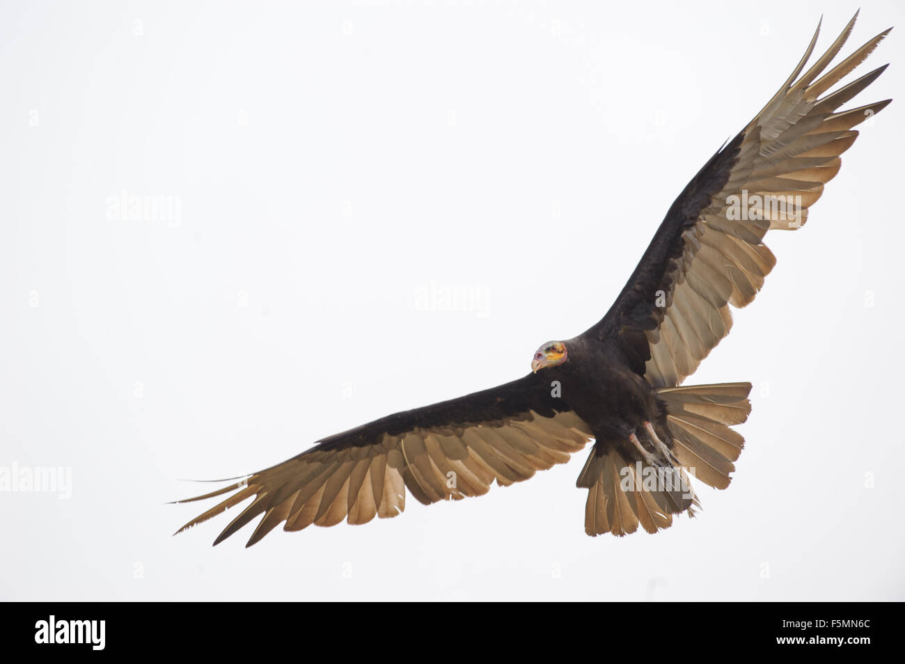 Lesser Yellow-headed Vulture (Cathartes burrovianus) flying, Araras Ecolodge,  Mato Grosso, Brazil Stock Photo